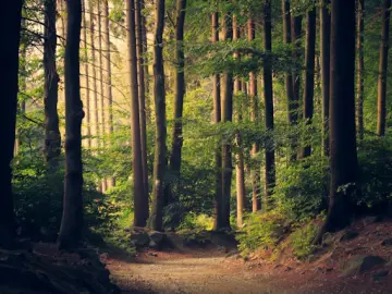 Forest Light